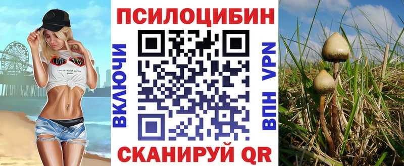 ссылка на мегу ССЫЛКА продажа наркотиков Чадан Галлюциногенные грибы Psilocybe